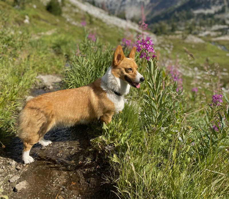 Dog in an alpine meadow.