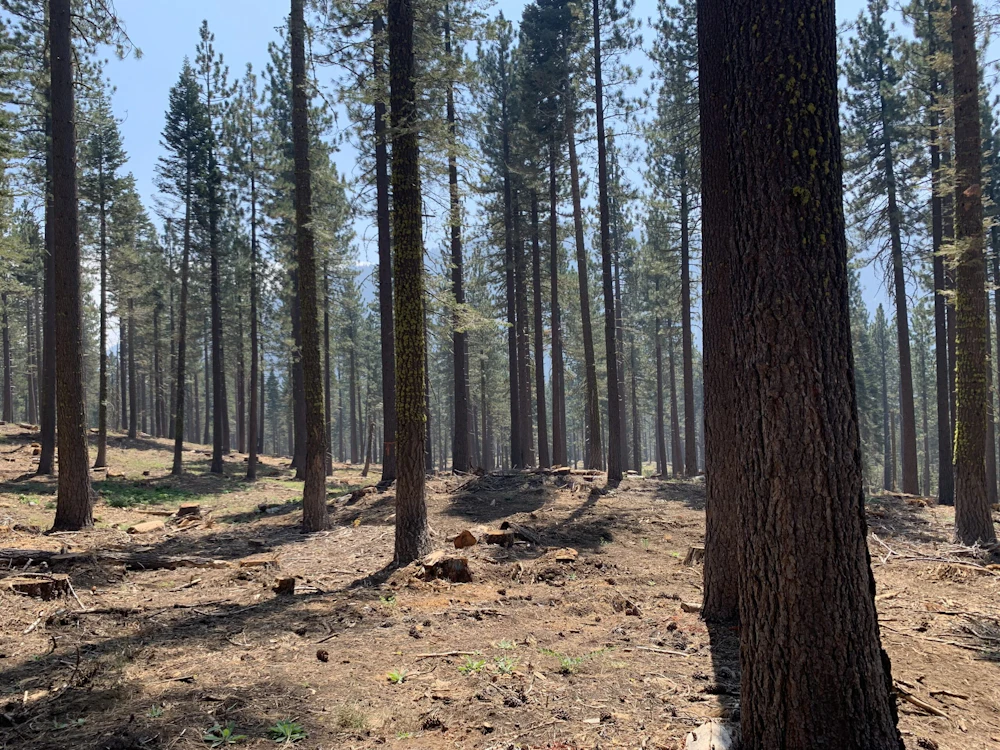 Ward Creek Project 2 by National Forest Foundation