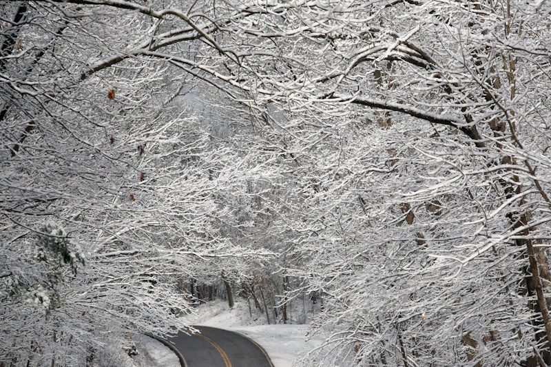 Snow covered branches.