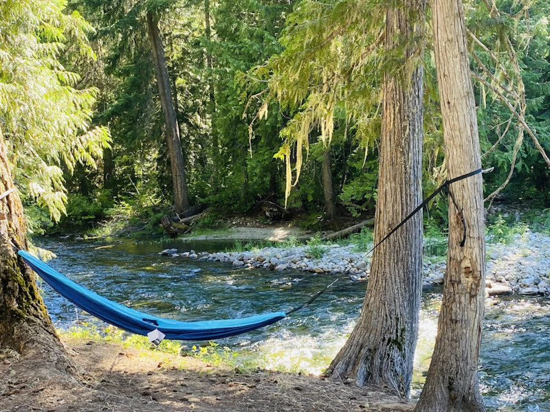 a hammock hangs between two trees in a forest next to a creek