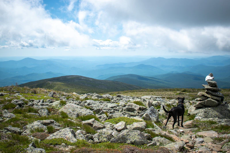 Dog stand on a rocky mountain bald in White Mountain National Forest