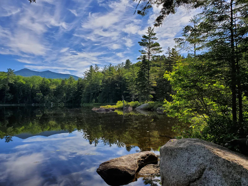 a still pond in a forest beneath blue sky