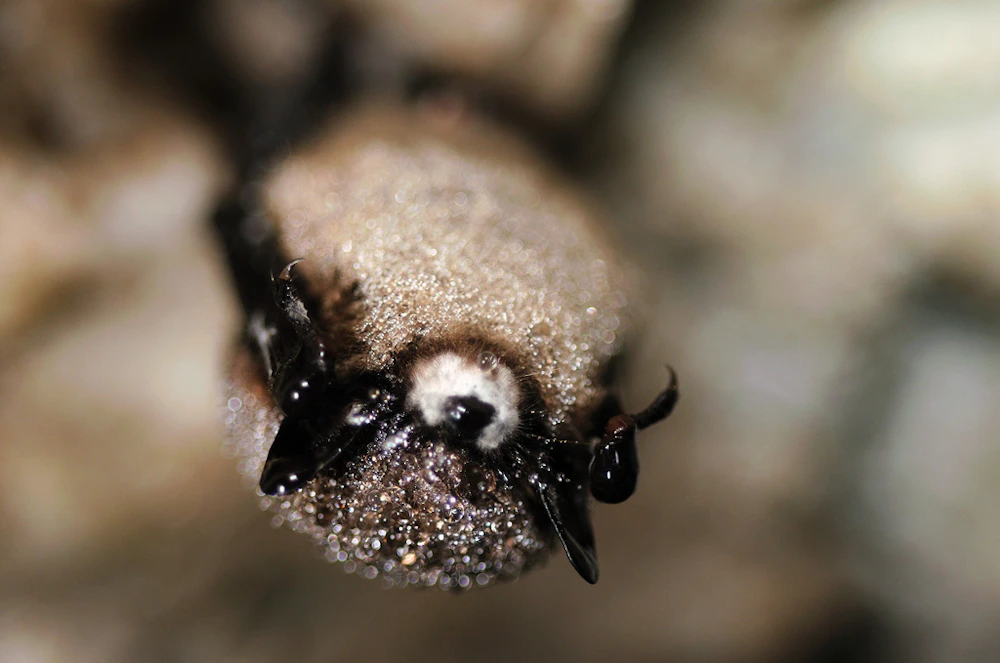 White Nosed m USFWS