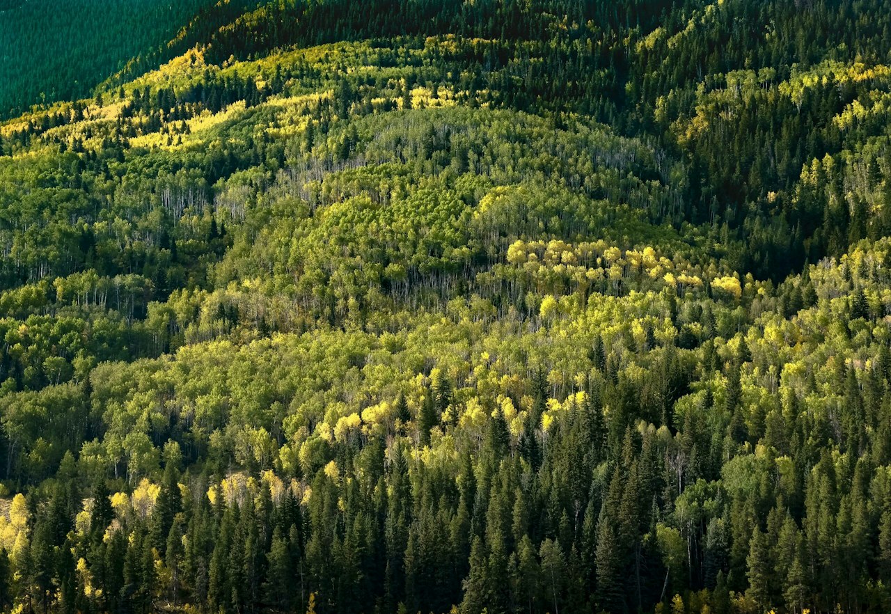 Is There Such a Thing as Too Many Trees? — National Forest Foundation