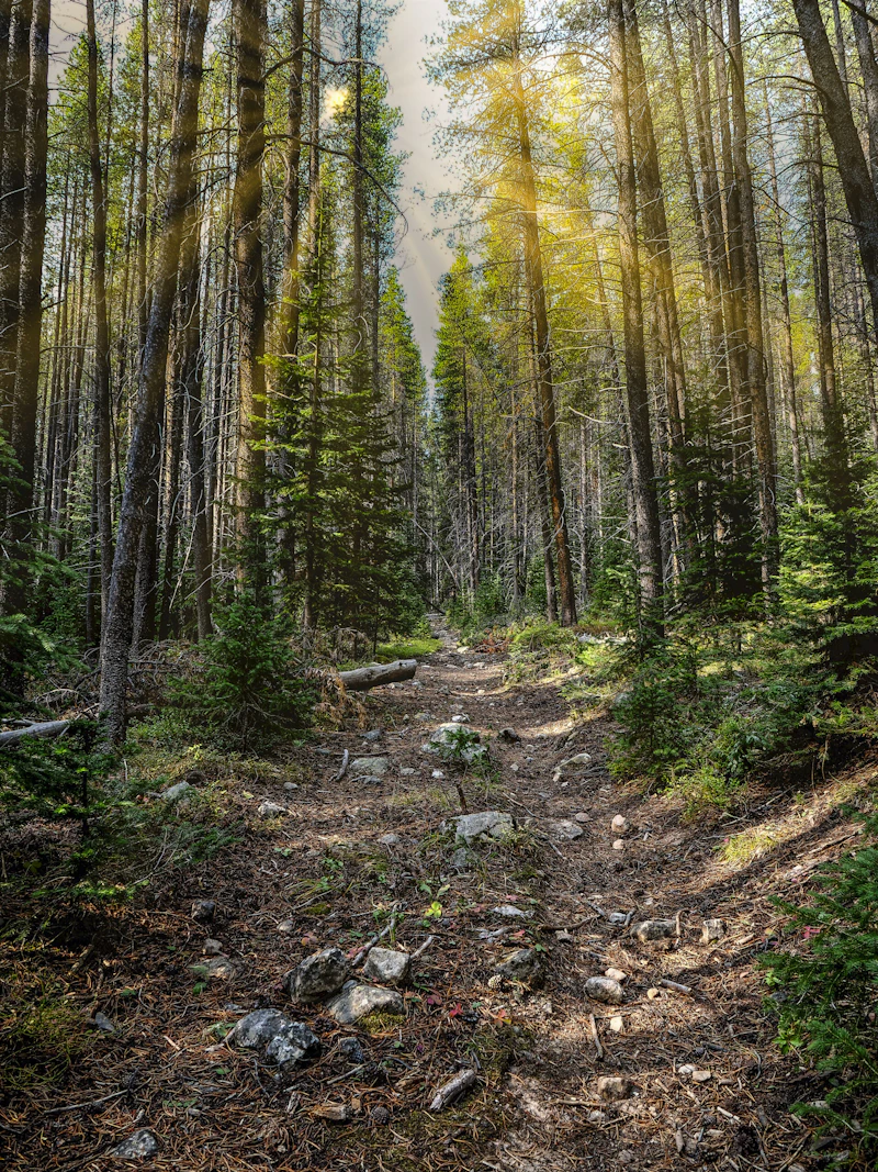 a wide dirt trail in the forest with sun coming through the trees