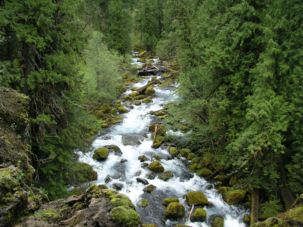 Wilamette NF Upper Mc Kenzie River Rapids USFS