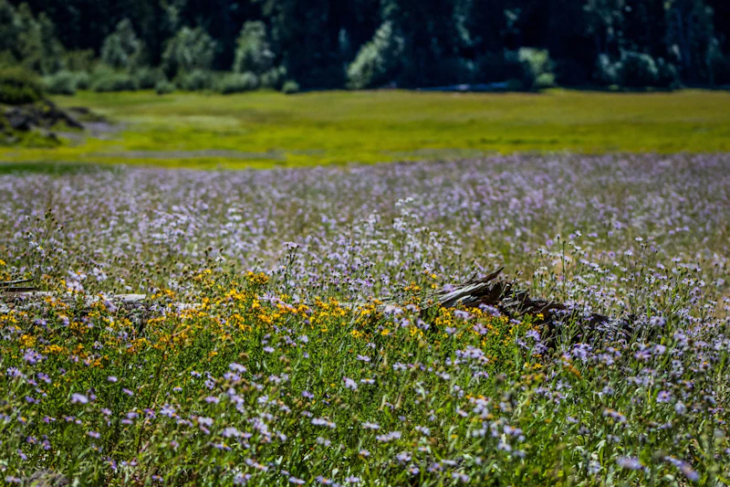 Field of wildflowers.