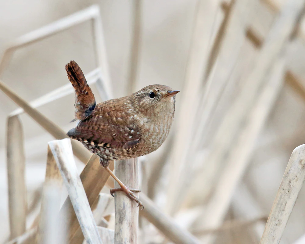 Winter Wren flickr Attribution Required Credit Tom Murray