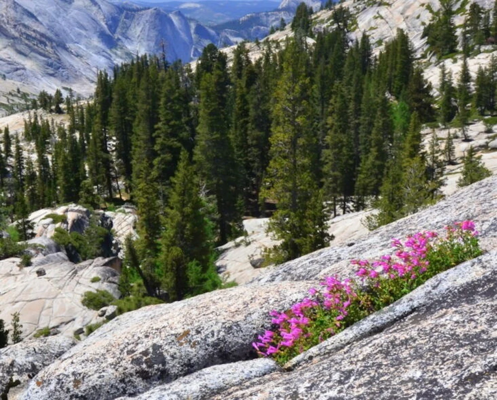 Yosemite National Park CA