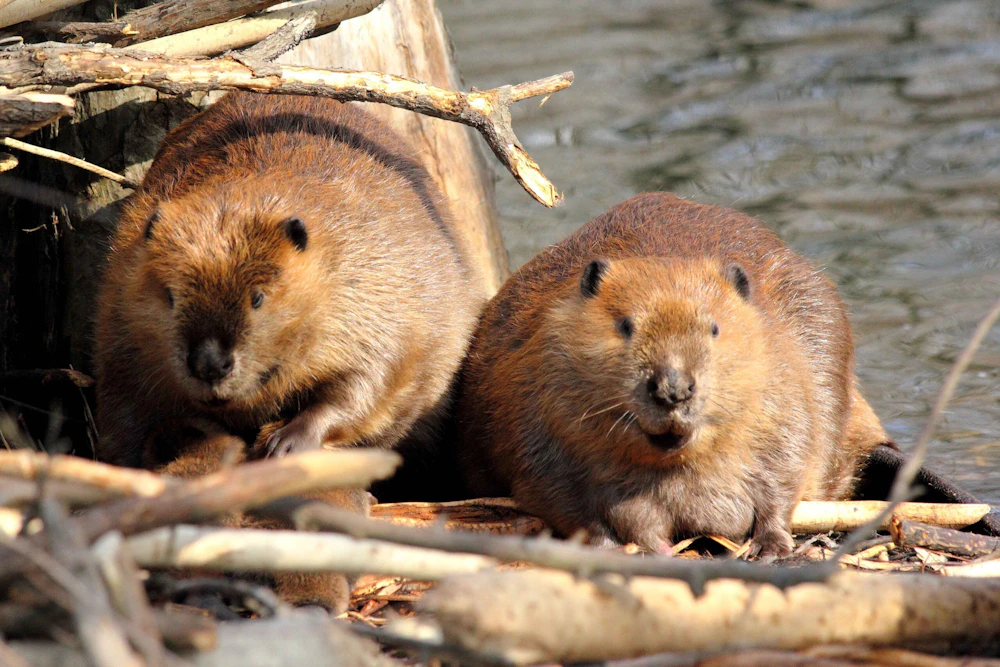 beavers-1-flickr-cc small