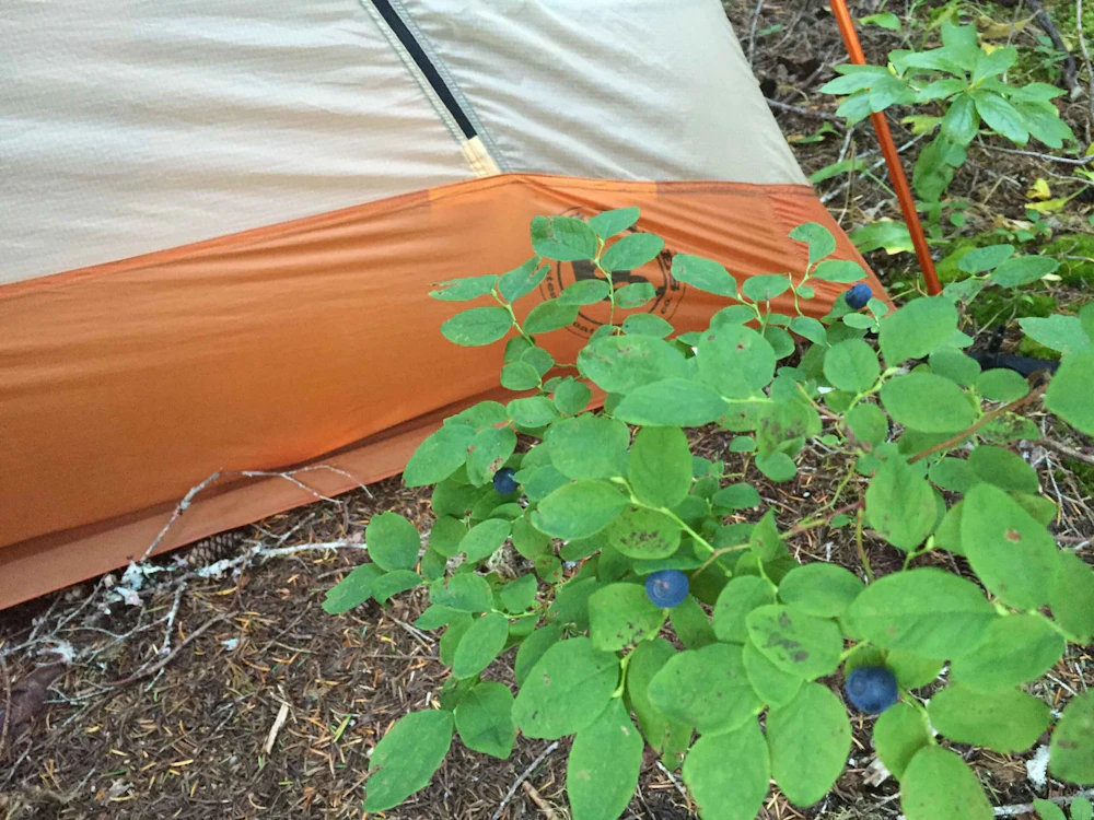 Berries By Tent
