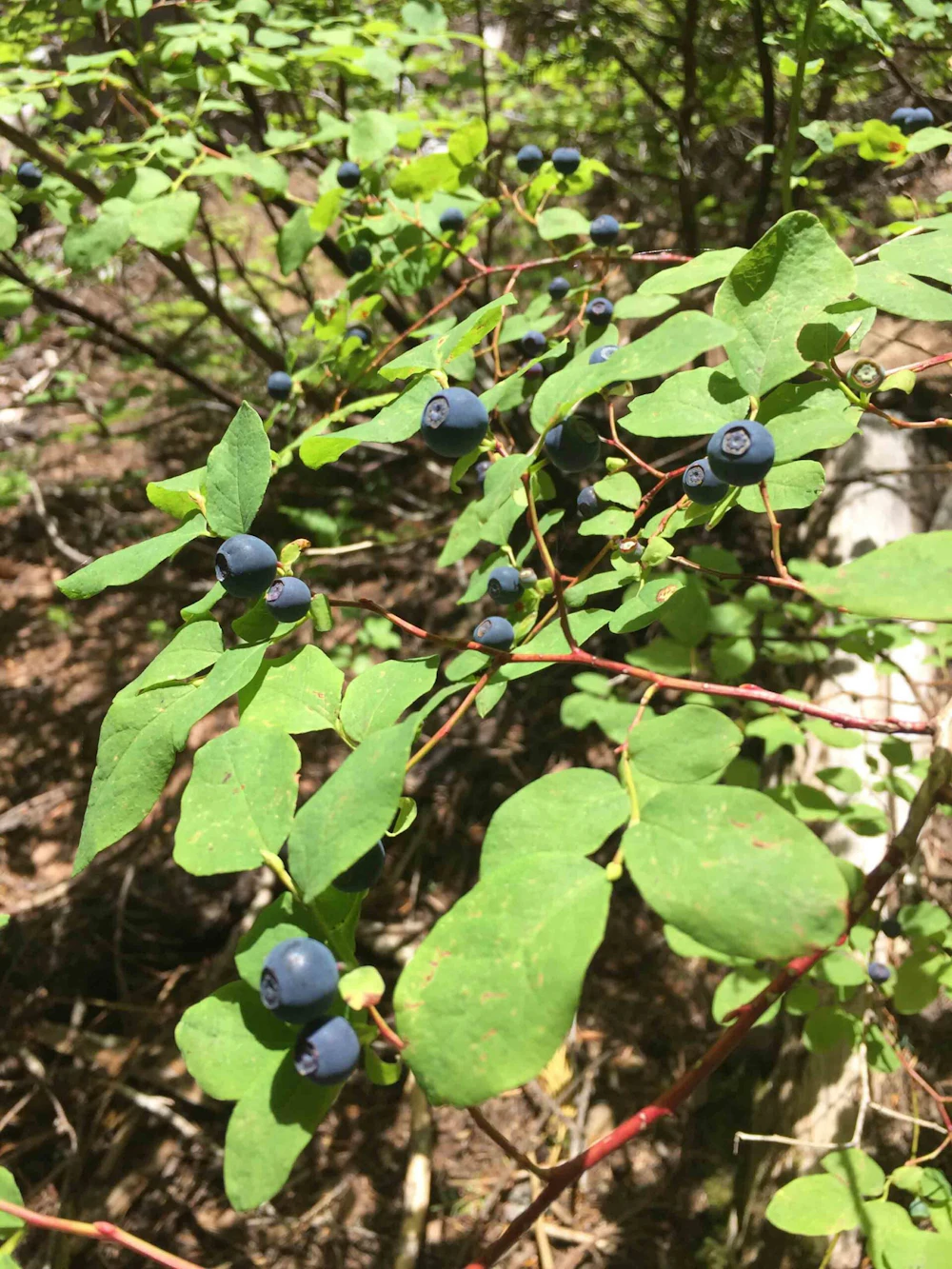 Berries