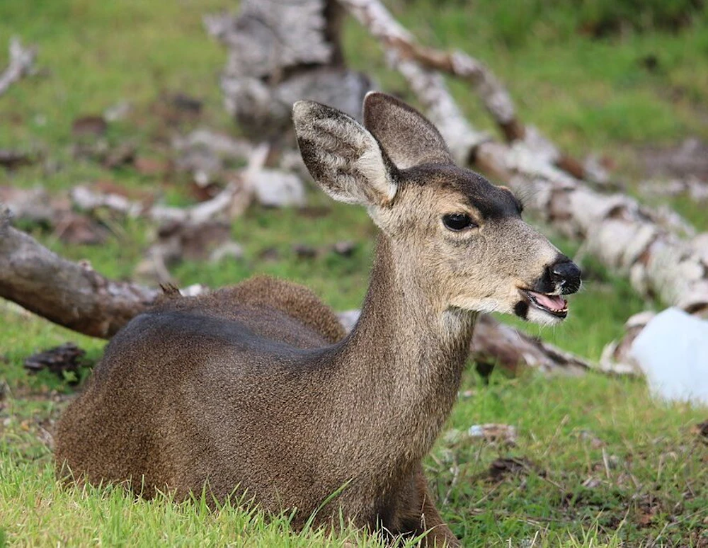 Black Tailed Deer Usfws