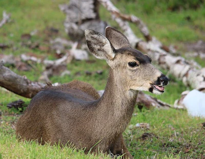 Black Tailed Deer Usfws