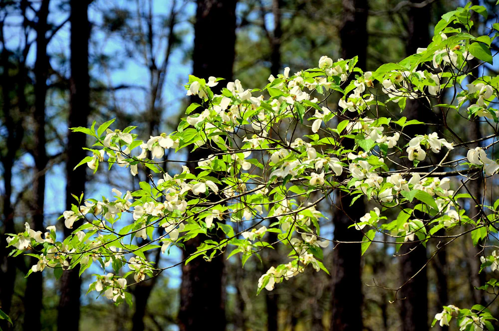 Blog Forest Bathing Kisatchie