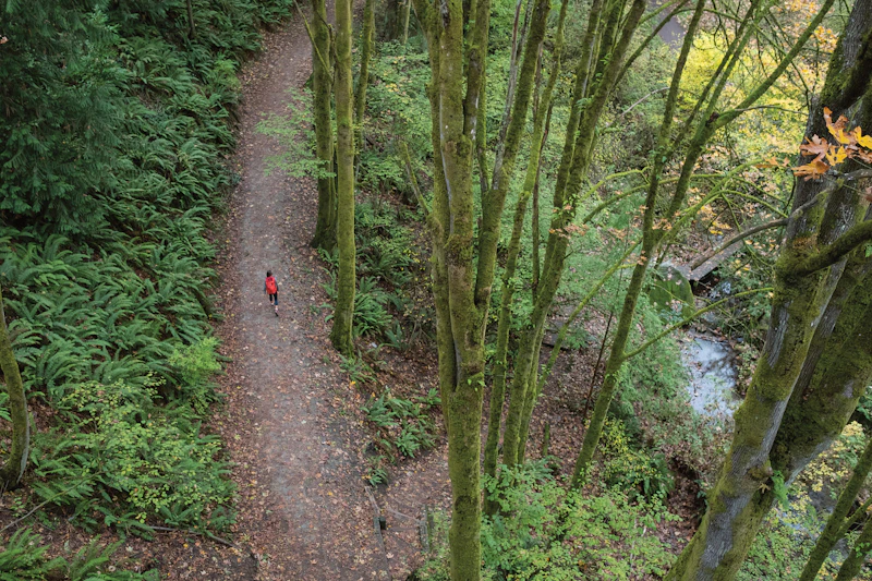 Blog Forestbathing 1700