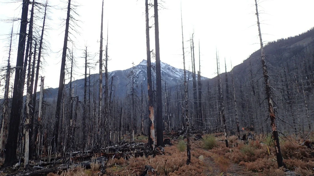Burn area 4