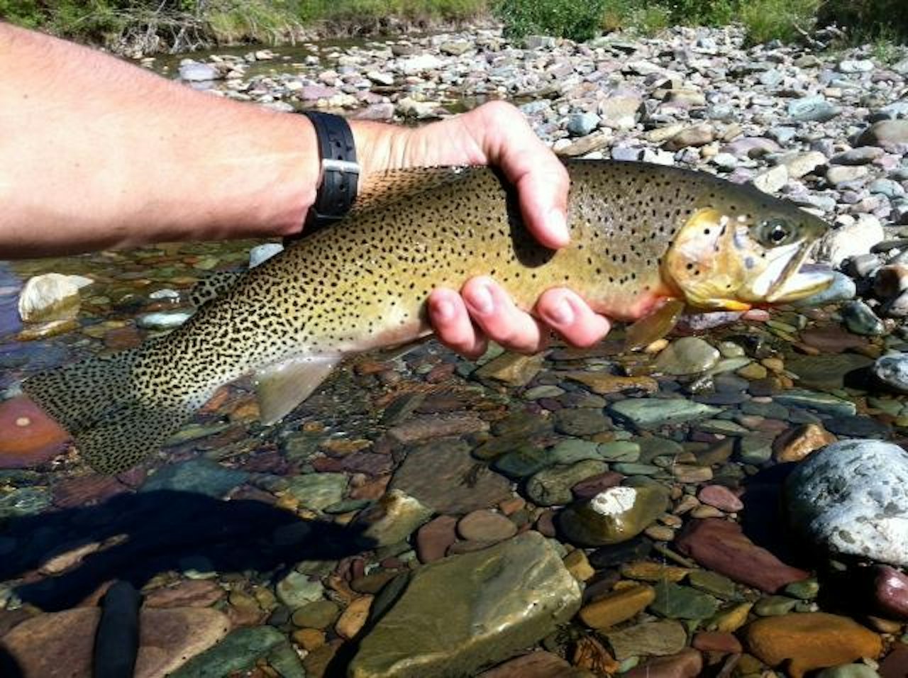 A Native, Wild Fish - Westslope Cutthroat — National Forest Foundation