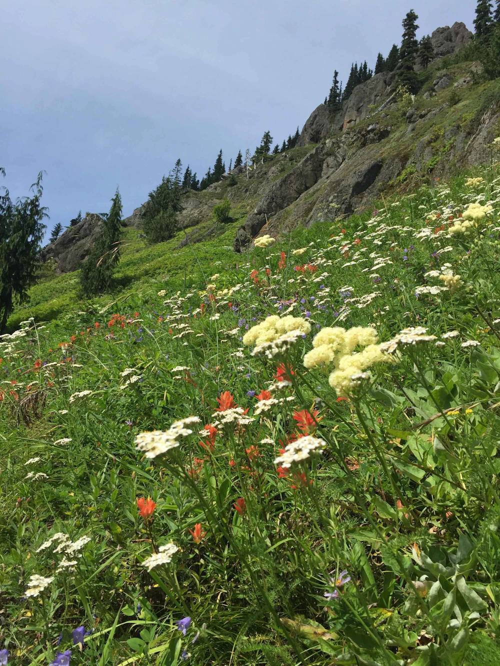 Flowers On Hillside