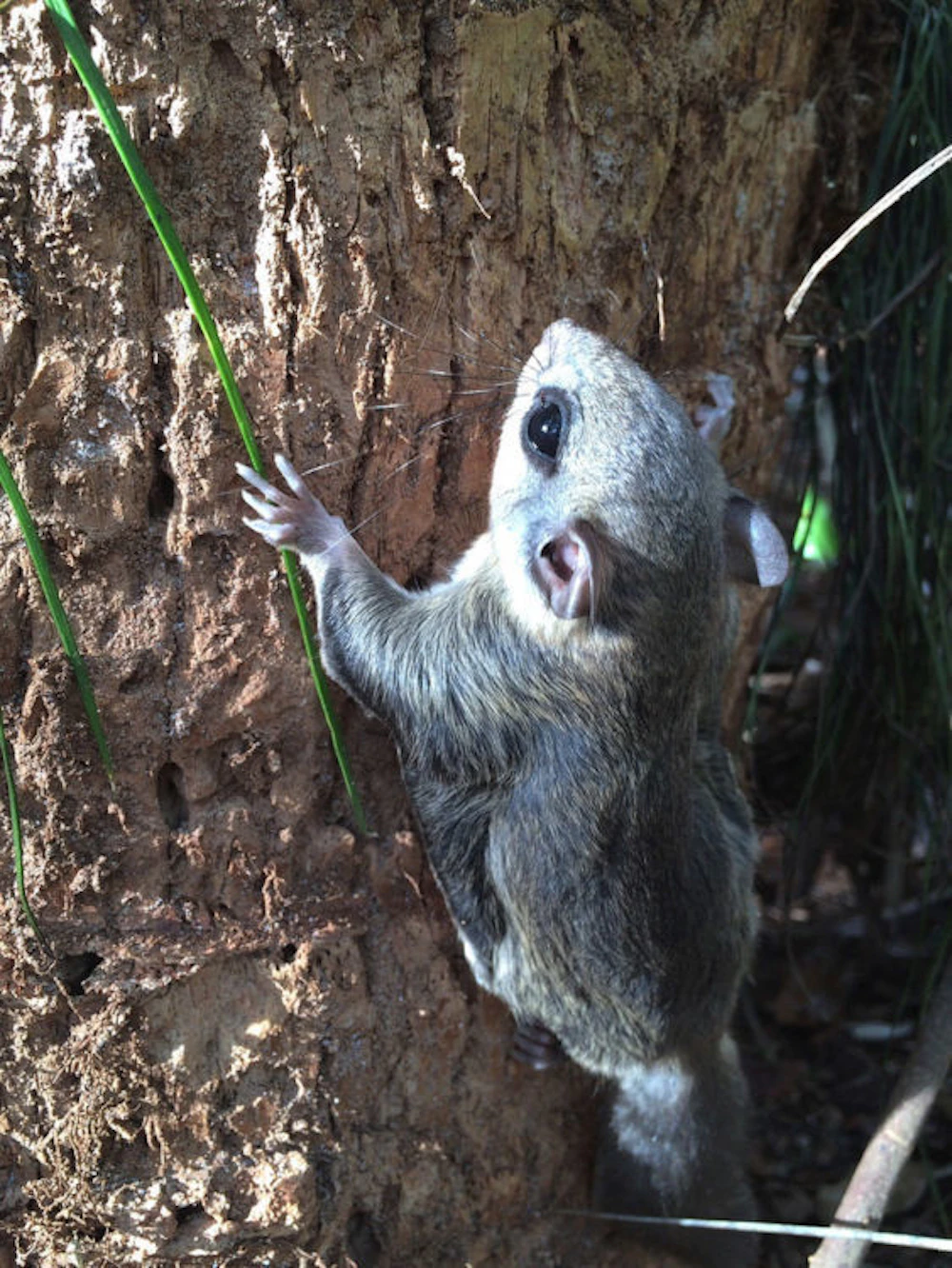Flying Squirrel