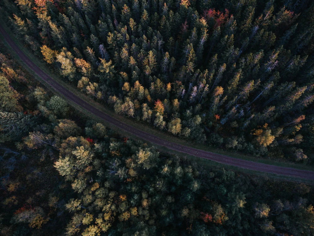 Forest Jeremy Vessey