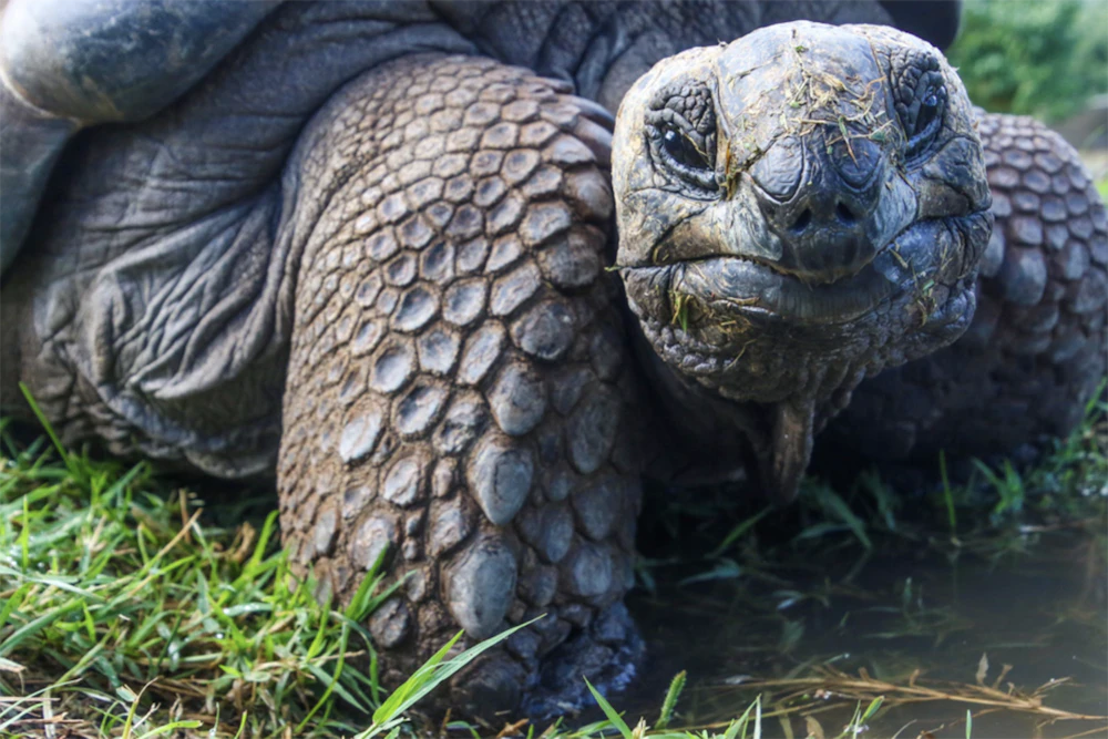 Gopher Tortoise 1030X635 Copy