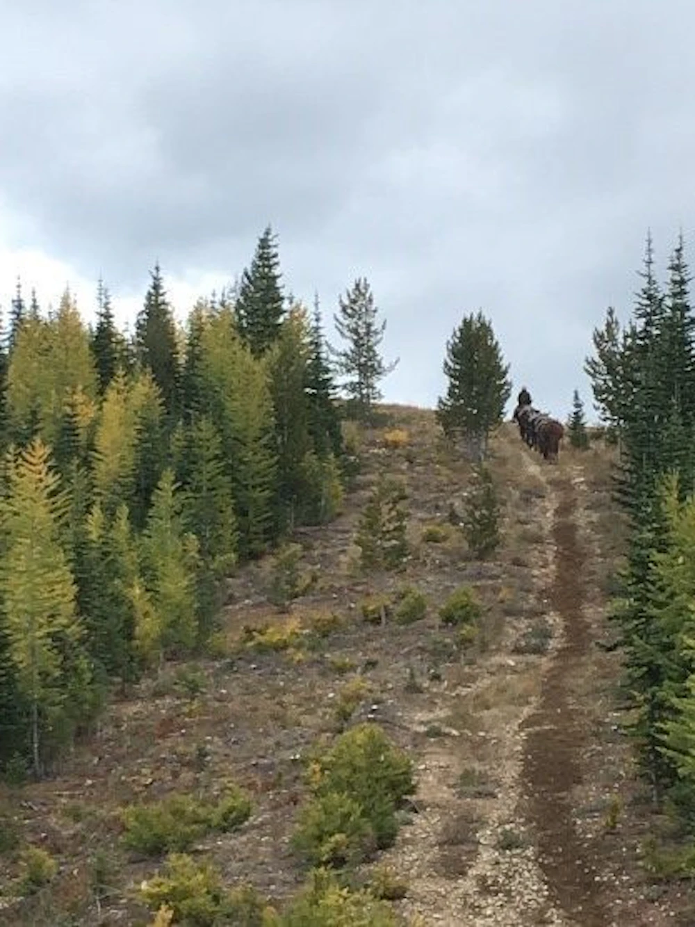 Horsepacker On Way Back To Seedling Cash
