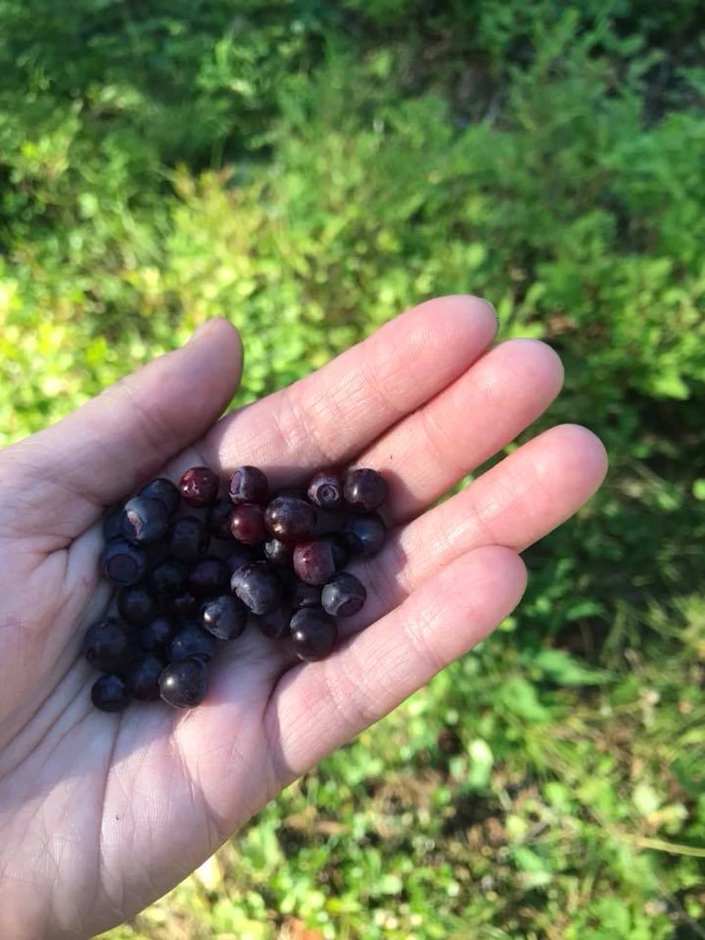 Huckleberries