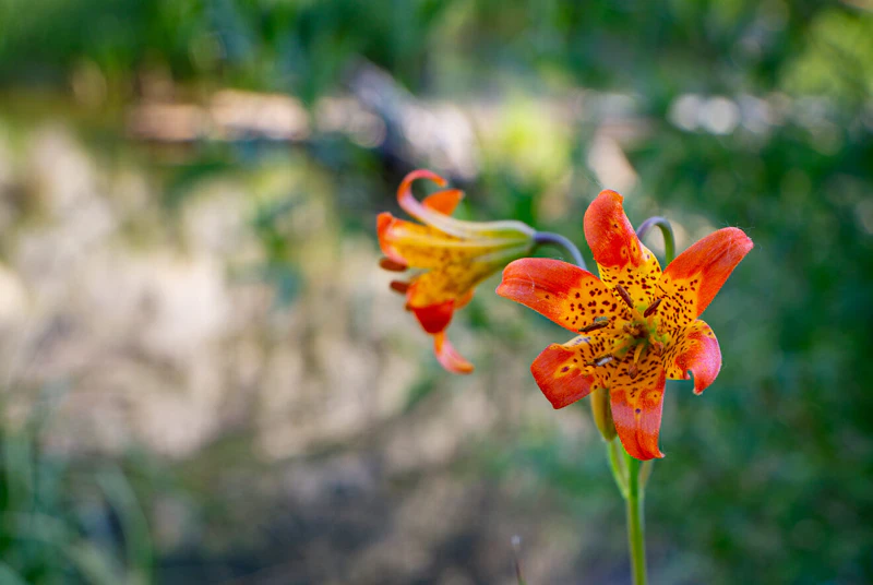 Wildflower.