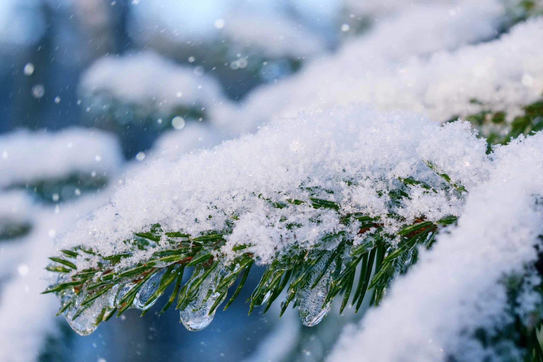 close view of snow on a pine tree