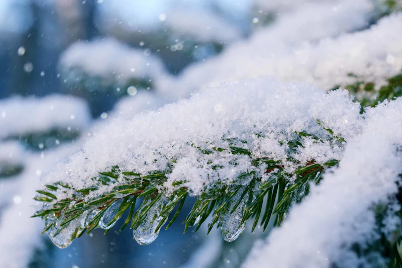 close view of snow on a pine tree