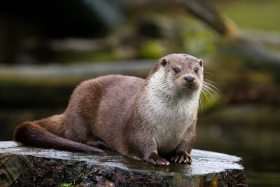 River otter.
