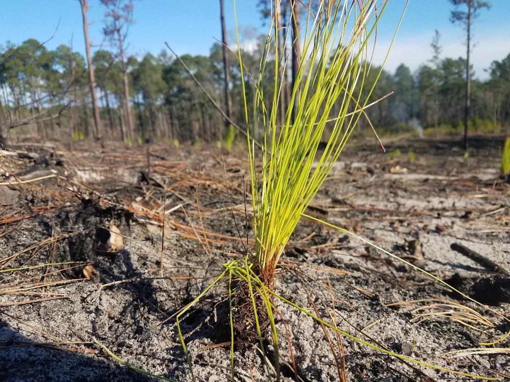 Longleaf Pine Seedling
