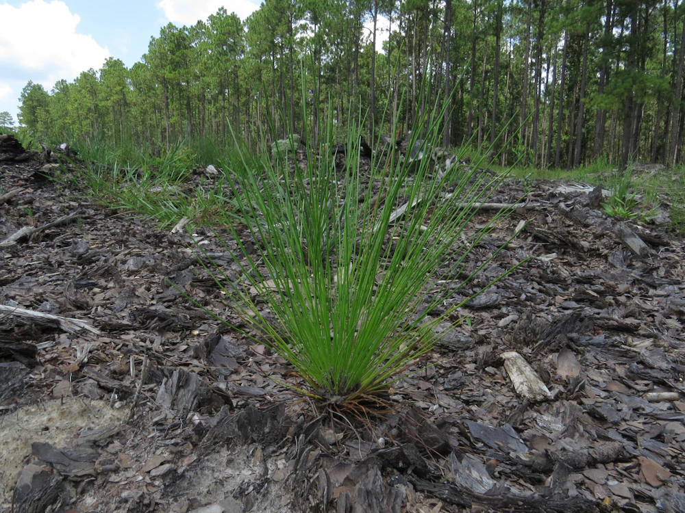 Longleaf seedling.