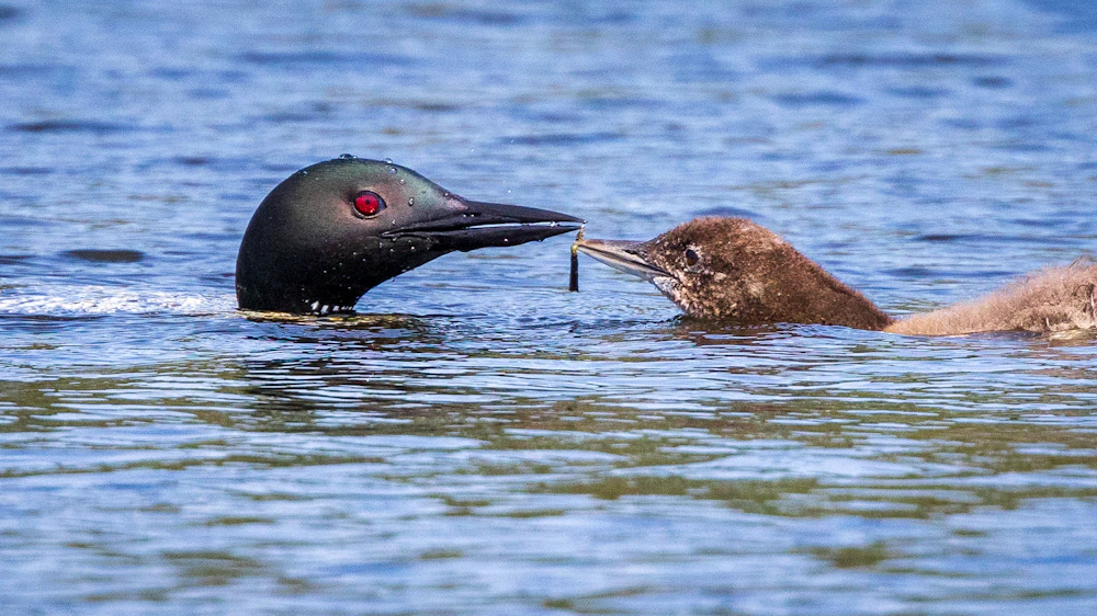 Loons wisconsin 4 lake namekagon