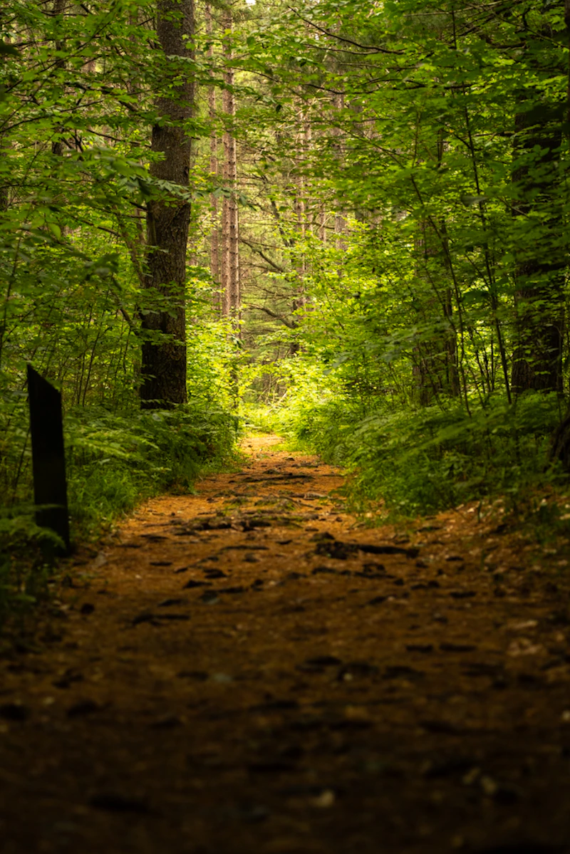 Trail through a dense, green forest.