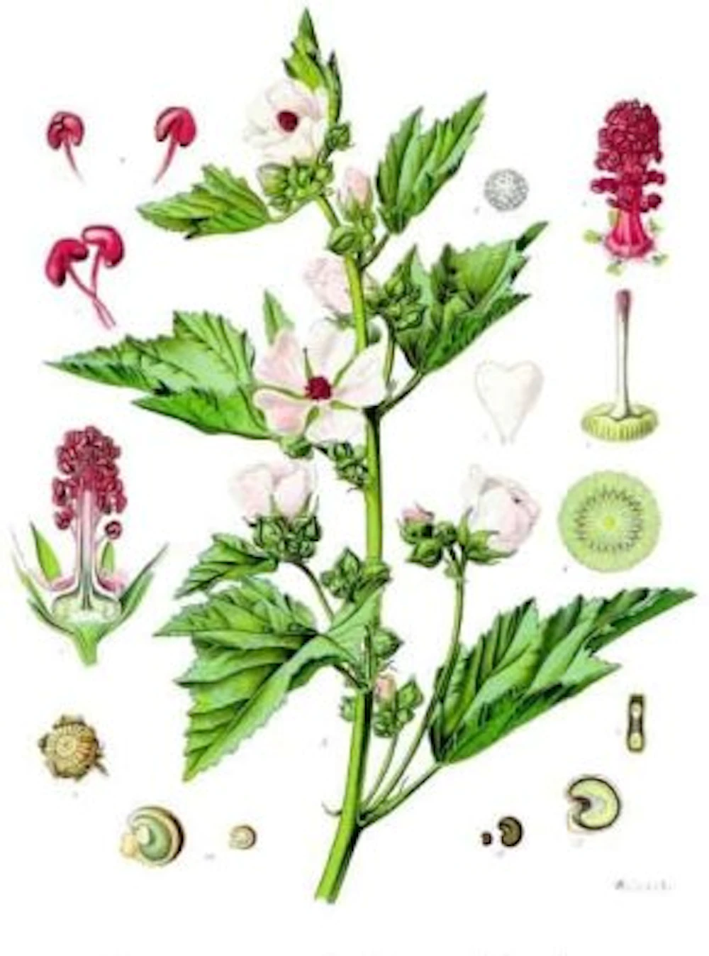 marshmallow-plant