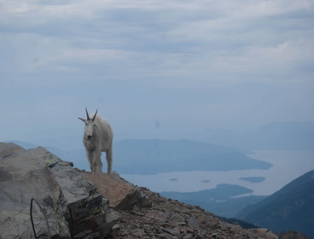 Mountain Goat Usfs