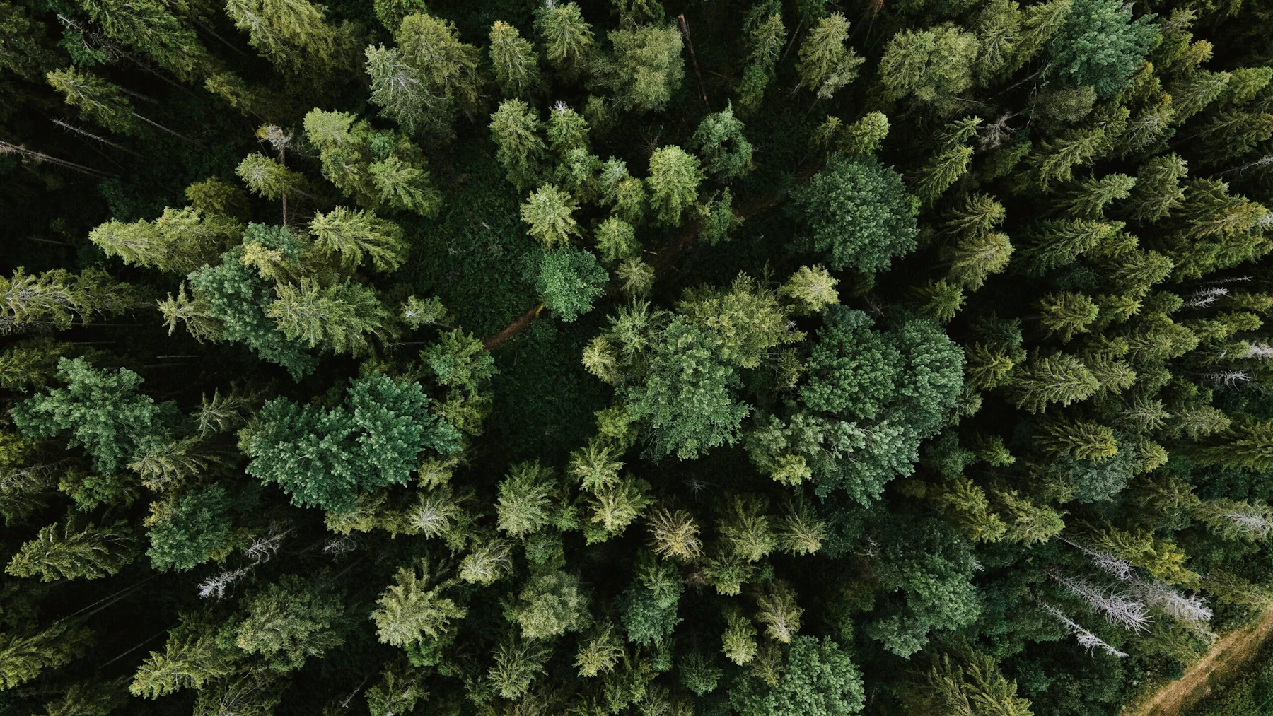 Drone Forest Shot
