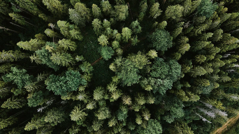 Drone Forest Shot