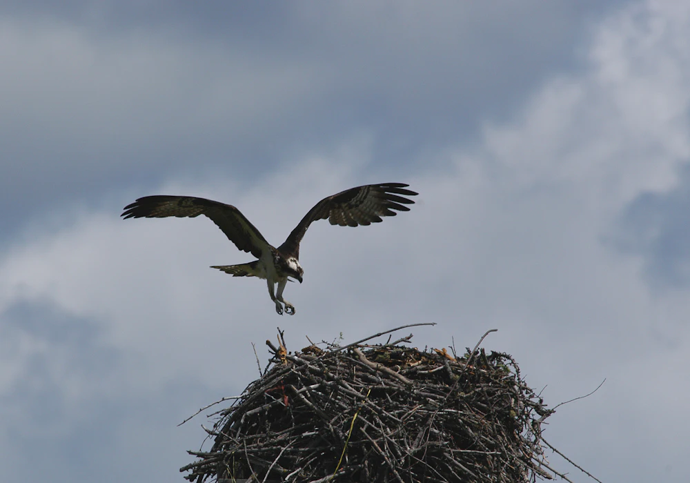 osprey-flight-Clint