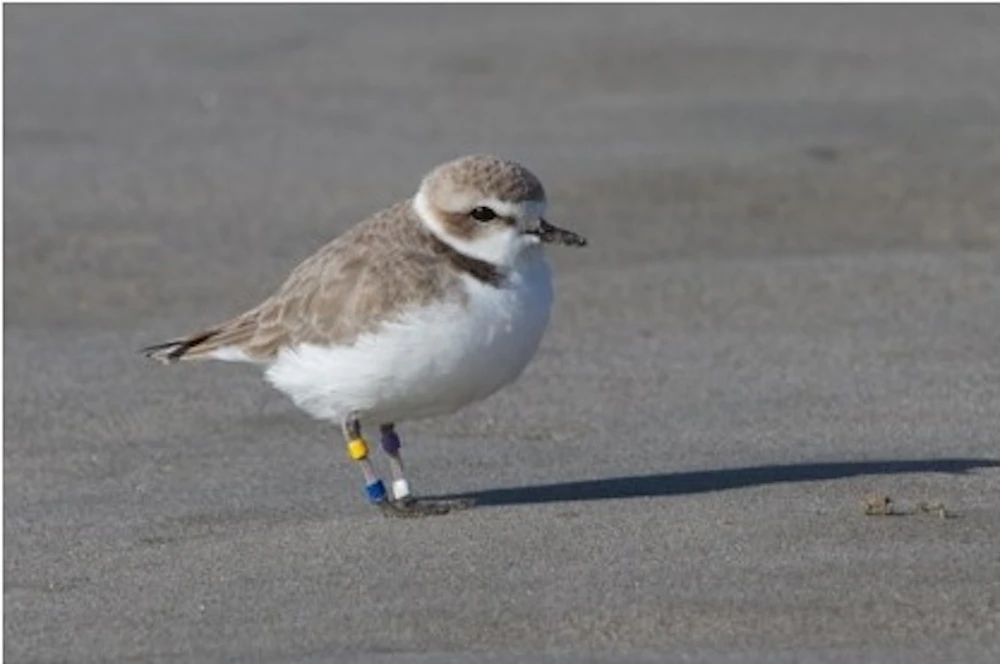 Plover