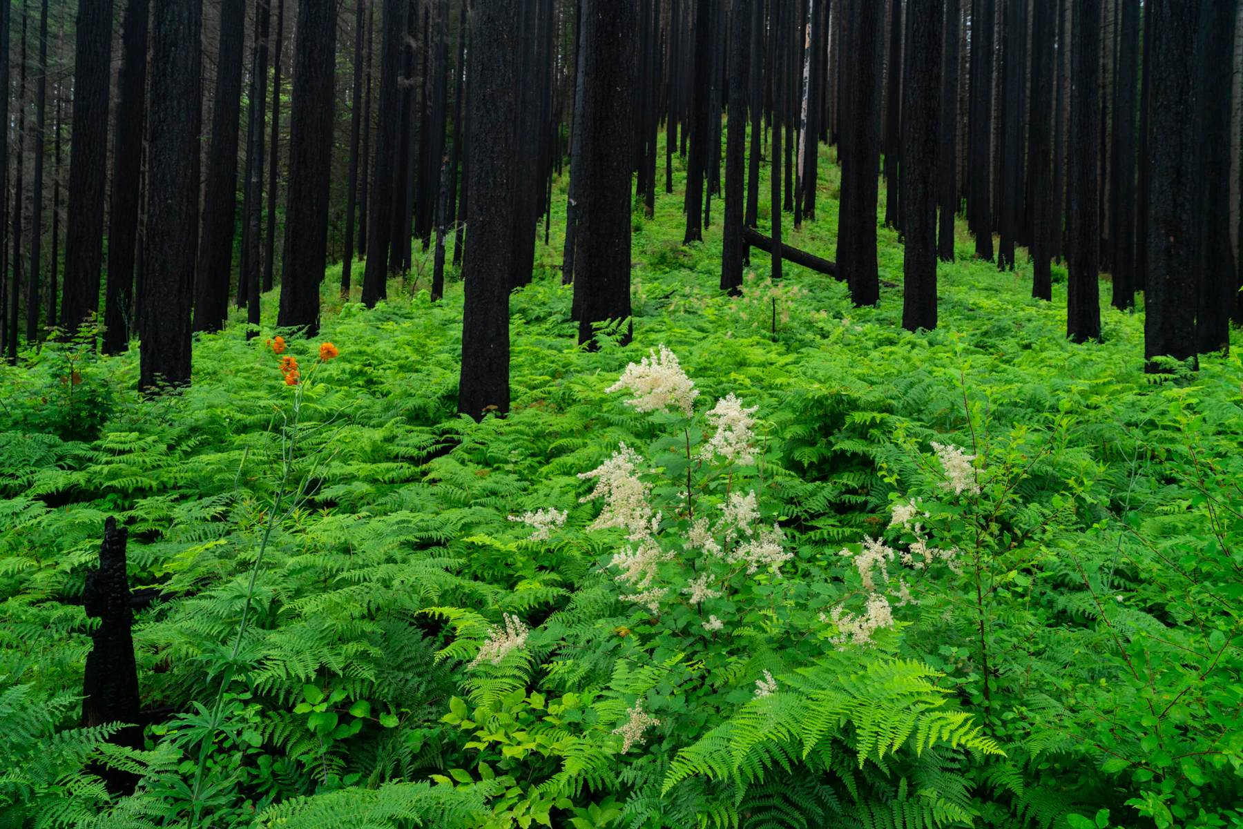 Post-fire regrowth in the Pacific Northwest