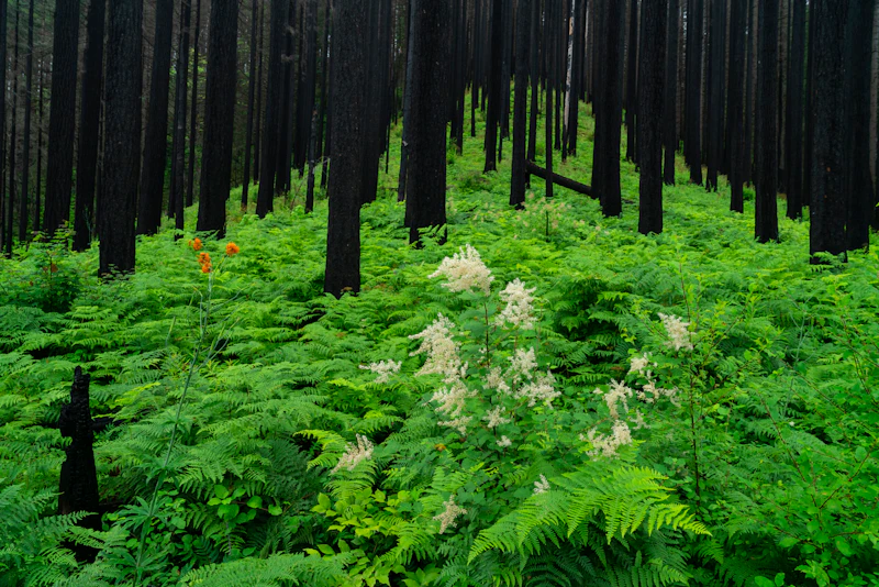 Post-fire regrowth in the Pacific Northwest
