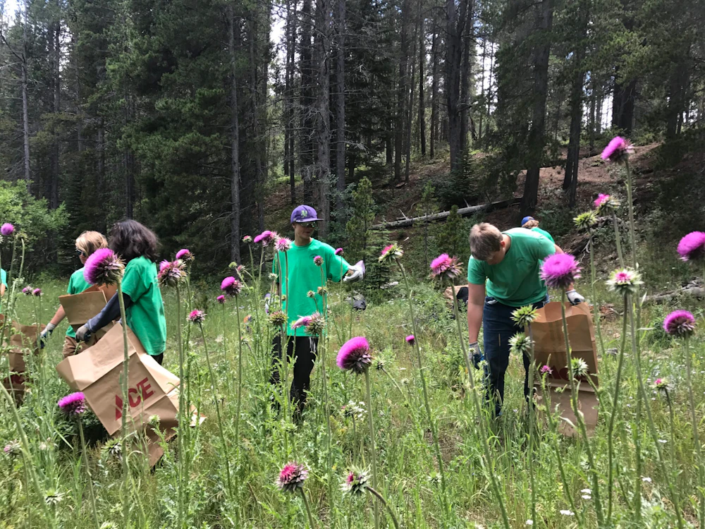 Pulling Musk Thistle