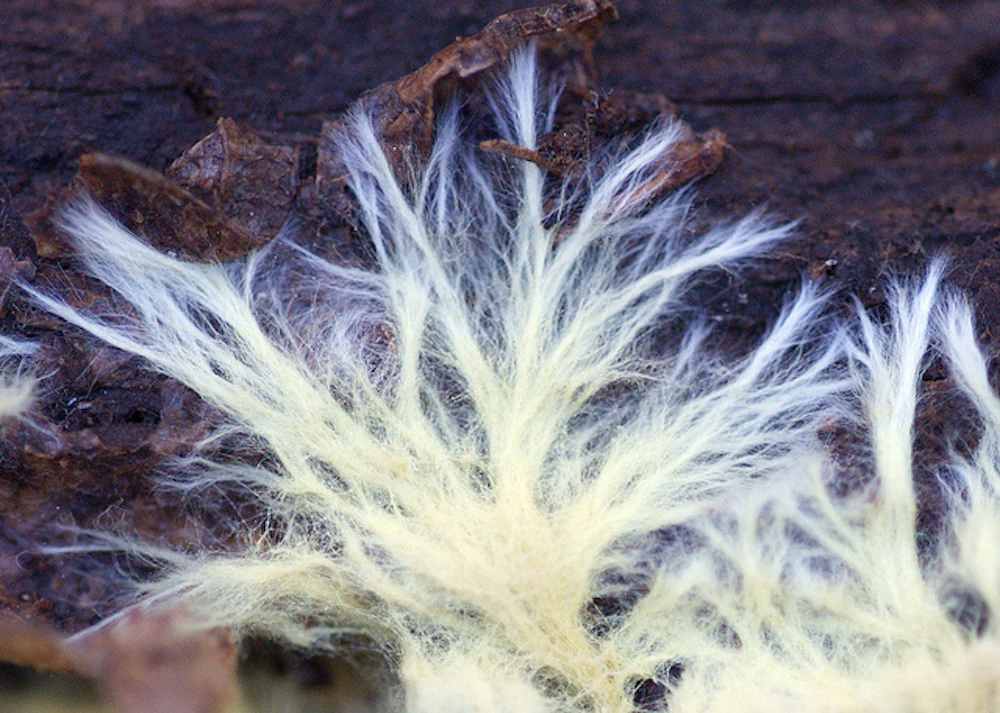 roots