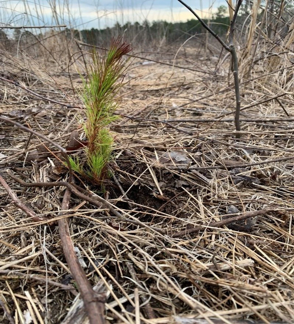 Shortleaf Pine On Holly Springs Rd