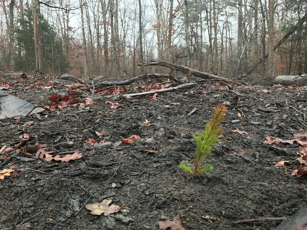 Shortleaf pine seedling