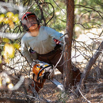 Crew member examines a tree before cutting.
