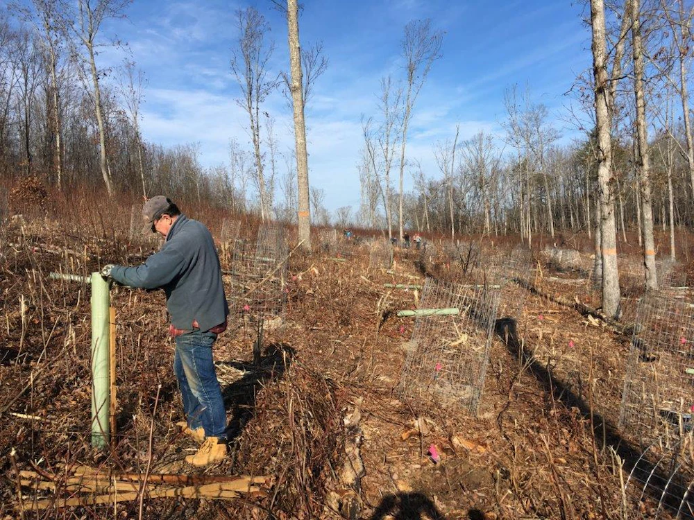 Some Seedlings Get Deer Cages Some Get Tall Tree Tubes And Some Are Left Unprotected